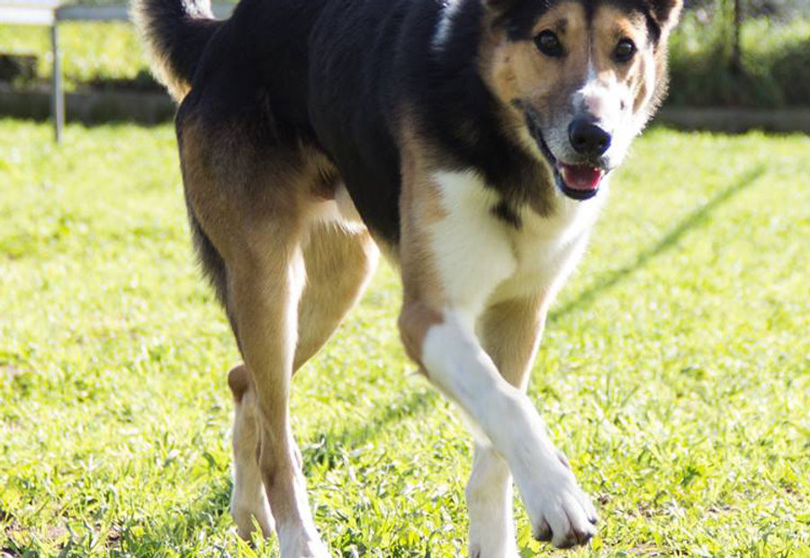 Cão acompanhado pela CãoViver