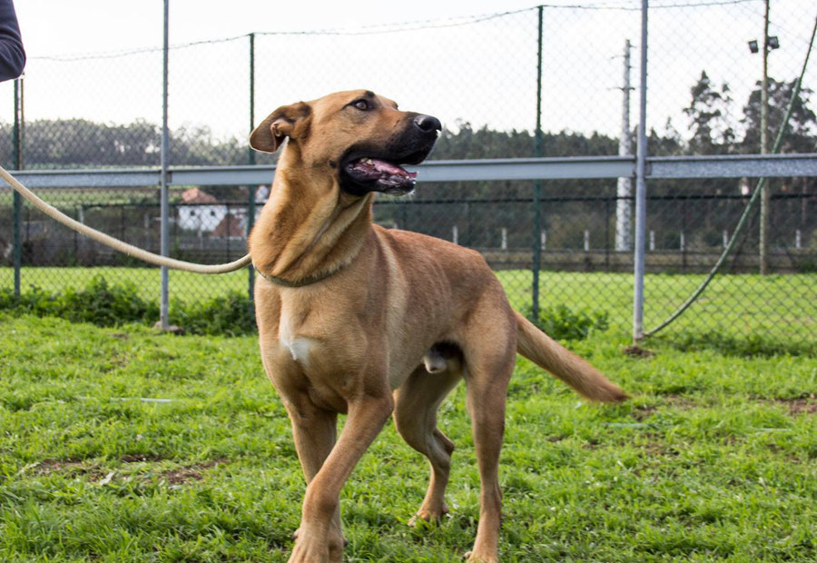 Cão num espaço exterior