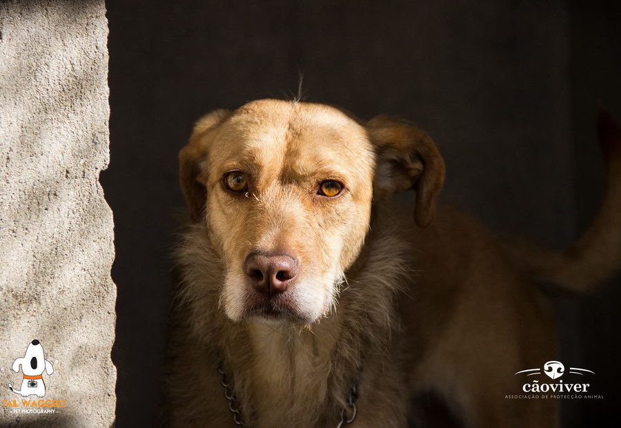 Animal acompanhado pela CãoViver